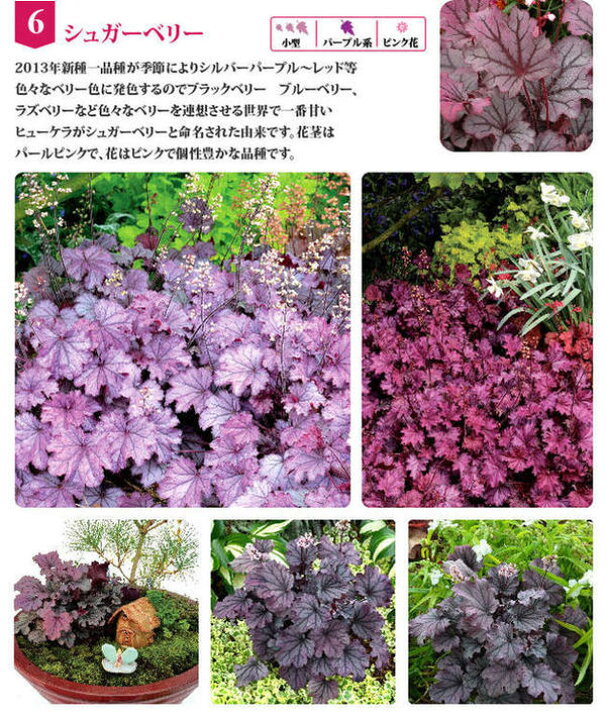 楽天市場 ヒューケラ シュガーベリー 1鉢2 5号 小型葉 パープル系 お届け中 Heuchera Sugar Berry 常緑多年草 花苗 シェイドガーデン シェードガーデン 日陰 カラーリーフ ガーデニング 花 苗 花苗 ガーデン 花壇 鉢植え 寄せ植え ハッピーガーデン
