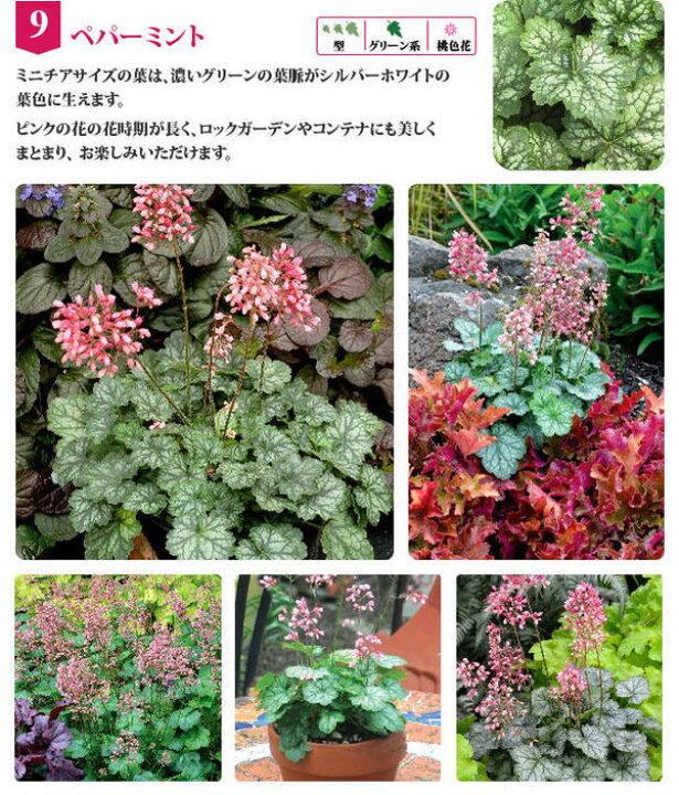 楽天市場 ヒューケラ ペパーミント 2 5号 小型葉 グリーン系heuchera Peppermint お届け中 常緑多年草 花苗 シェイドガーデン シェードガーデン 日陰 カラーリーフ 花苗 ガーデン 花壇 鉢植え 寄せ植え ハッピーガーデン