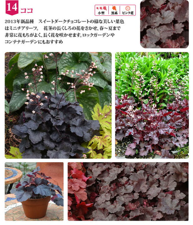 楽天市場 ヒューケラ ココ 1鉢2 5号 小型葉 ブラック系 Heuchera Coco 常緑多年草 花苗 シェイドガーデン シェードガーデン 日陰 カラーリーフ ガーデニング 花 苗 花苗 ガーデン 花壇 鉢植え 寄せ植え ハッピーガーデン