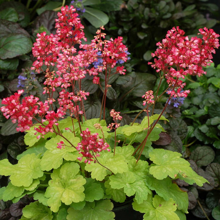 楽天市場 ヒューケラ スイートタルト 2 5号 小型葉 ライム系 お届け中 Heuchera Blondie常緑多年草 花苗 シェイドガーデン シェードガーデン 日陰 カラーリーフ ガーデニング 花 苗 ガーデン 花壇 鉢植え 寄せ植え ハッピーガーデン