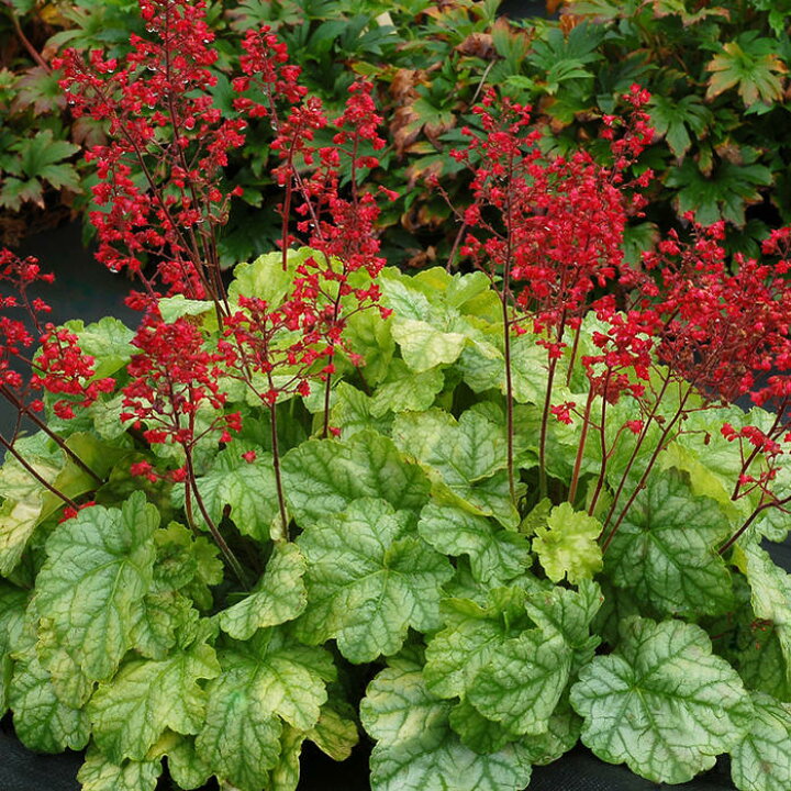 楽天市場 ヒューケラ トウキョウ 2 5号 小型葉 ライム系 お届け中 Heuchera Tokyo 常緑多年草 花苗 シェイドガーデン シェードガーデン 日陰 カラーリーフ ガーデニング 花 苗 ガーデン 花壇 鉢植え 寄せ植え ハッピーガーデン