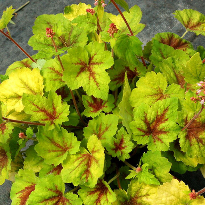 楽天市場 ヒューケラ ホットスポット 2 5号 小型葉 ライム系 お届け中 Heuchera Hotspot 常緑多年草 花苗 シェイドガーデン シェードガーデン 日陰 カラーリーフ ガーデニング 花 苗 ガーデン 花壇 鉢植え 寄せ植え ハッピーガーデン