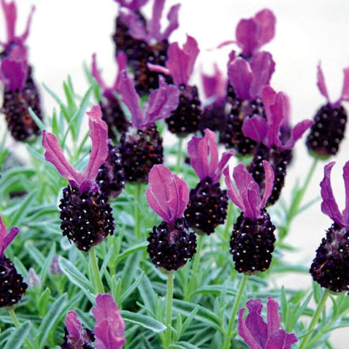 楽天市場 花苗 ラベンダーシフォン ダークパープル 1鉢 3 3 5号 お届け中 Lavender 春苗 夏苗 ガーデン ガーデニング 花壇 鉢植え 庭植え 紫花 ハッピーガーデン