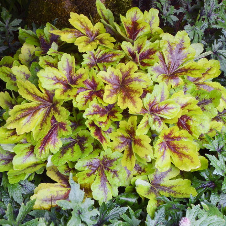 楽天市場 ヒューケラ モヒート 2 5号 小型葉 ライム系 お届け中 Heuchera Mojito 常緑多年草 花苗 シェイドガーデン シェードガーデン 日陰 カラーリーフ ガーデニング 花 苗 ガーデン 花壇 鉢植え 寄せ植え ハッピーガーデン