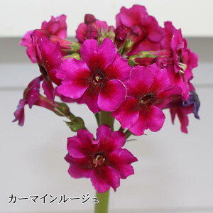 花苗 秋 多年草 宿根草 花 クリンソウ 2色から選択 1鉢 3~3.5号【10月下旬〜お届け 秋苗先行予約】Primula japonica 桃花 草丈中高 イングリッシュガーデン アップルブロッサム ミラーズクリムソン