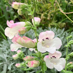 ԕc H N h  yXe AbvubT ~Gt 1 3`3.5y10{`͂ Hcs\zPenstemon Apple Blossom ϊN  gt Ԓd A Hc ~c K[f