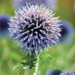 花苗 秋 多年草 宿根草 花 ルリタマアザミ ブルーグロー 1鉢 3~3.5号【10月下旬〜お届け 秋苗先行予約】エキノプシス エキノプス Echinops ritro Blue Glow ルリ玉アザミ 草丈高 イングリッシュガーデ