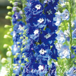 ԕc ftBjE Rogh[X 1 3.5 y͂z ~ c h ԕc 䍂   Ԃ̕c CObVK[f A A ϊ K[fjO Ԓd Delphinium Cobalt D