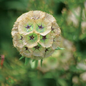 花苗 秋 一年草 花 スカビオサ ドラムスティック 1鉢 3.5号【お届け中】Scabiosa stella Drumstick マツムシソウ 松虫草 春苗 秋苗 ガーデニング 花壇 耐寒性一年草 1年草 苗 庭植え 白花 草丈中 春 夏