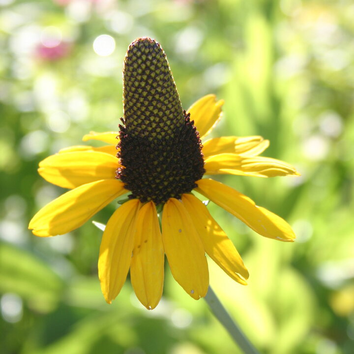 楽天市場 花苗 秋植え宿根草 ルドベキア マキシマ 1鉢 3 3 5号 お届け中 Rudbeckia Maxima 夏苗 花苗 宿根草 草丈中低 黄花 苗 鉢植え 庭植え ガーデニング 花壇 苗 花 ガーデニング ガーデン 大型種 ハッピーガーデン