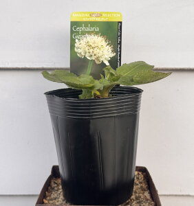 ԕc H N h  Zt@A MKeBA 1 3`3.5y10{`͂ Hcs\zCephalaria Gigantea N ϊ WCAgXJrIT  䍂 A Ԓd A 