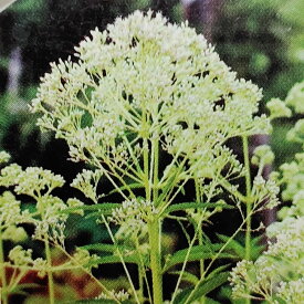 花苗 ユーパトリウム アイボリータワーズ 1鉢 3～3.5号【お届け中】Eupatorium fistulosum f albidum Ivory Towers 宿根草 耐寒性多年草 冬季落葉種 花の苗 西洋フジバカマ ガーデン ガーデニング