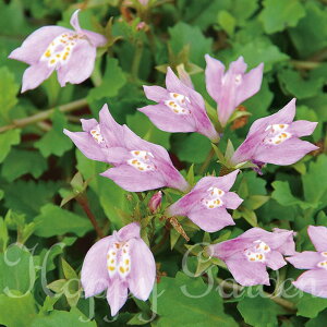 ԕc  h ĕc TMSP 3FIׂ 1 3.5 󋵂ɂĂ͐؂߂ł͂y͂z   OhJo[ Ⴂ Mazus miquelli zCg sN p[v    