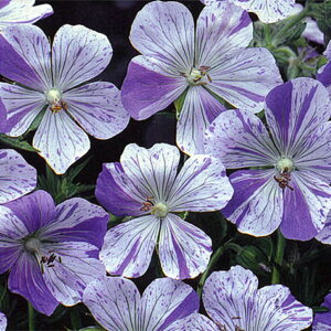 �ԕc �Q���j�E�� �X�v���b�V�� �X�v���b�V�� 1��3.5���y���͂����zGeranium pratense Splish Splash ���N�� �ϊ������N�� �h���� ���A���@��A�� �񂹐A�� �K�[�f�j���O �Ԓd �C���O���b�V���K�[�f�� 