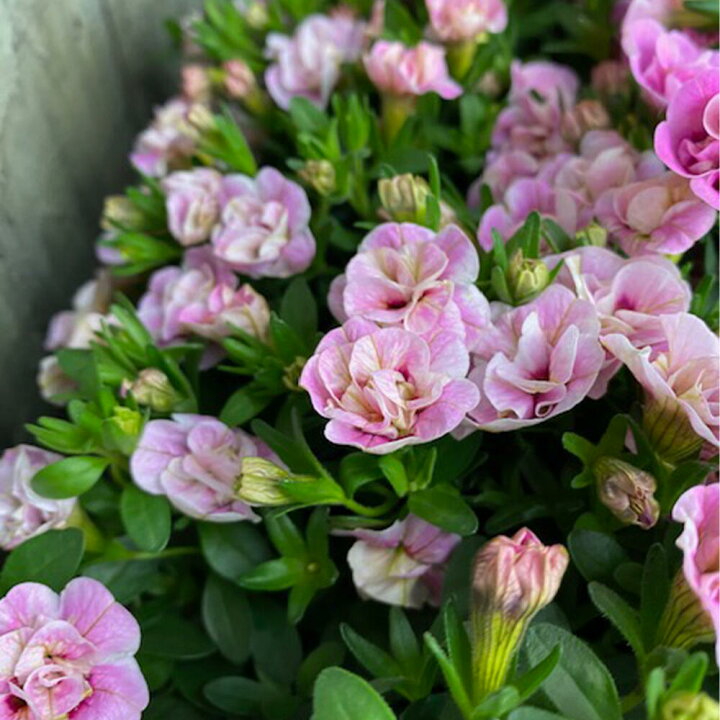 楽天市場 花苗 カリブラコア いちごミルク 1鉢 3 3 5号 お届け中 Calibrachoa 春苗 花苗 一年草 桃花 イングリッシュガーデン 苗 鉢植え 庭植え ガーデニング 花壇 ハッピーガーデン