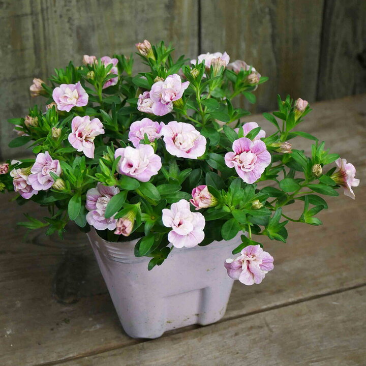 楽天市場 花苗 春 カリブラコア イギリス いちごミルク 1鉢 3 5号 お届け中 Calibrachoa 春苗 花苗 一年草 桃花 イングリッシュガーデン 苗 鉢植え 庭植え ガーデニング 花壇 0430 ハッピーガーデン 楽天市場 花苗 春 カリブラコア イギリス いちごミルク 1鉢 3 5号 お届け中 Calibrachoa 春苗 花苗 一年草 桃花 イングリッシュガーデン 苗 鉢植え 庭植え ガーデニング 花壇 0430 ハッピーガーデン
