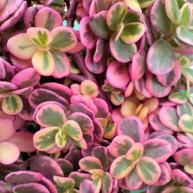 楽天市場 鉢植え 花 花の苗物 苗物 ガーデニング 農業 花 ガーデン Diyの通販