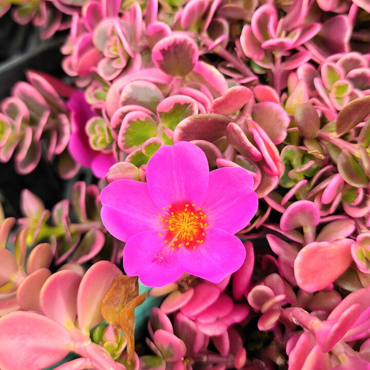 楽天市場 花苗 ポーチュラカ マジカルキューティー 1鉢 3 3 5号 お届け中 Portulaca 草花 夏 ポーチラカ 夏の花 苗 耐暑性 1年草 斑入り 斑入り葉 花壇 鉢植え 庭植え ガーデニング 花 グランドカバー ハッピーガーデン