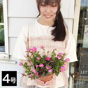 c QuiKgIWiIԕc ĕc |[`J }WJL[eB[ 4d|bg 1y͂zPortulaca   |[`J Ẳ c Ϗ 1N  t Ԓd A