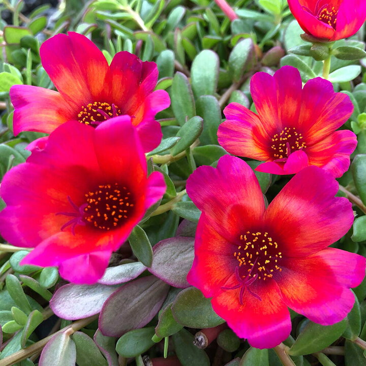 楽天市場 花苗 ポーチュラカ マジカルレッド 1鉢 3 3 5号 お届け中 Portulaca 草花 夏 ポーチラカ 夏の花 苗 耐暑性 1年草 赤花 花壇 鉢植え 庭植え ガーデニング 花 グランドカバー ハッピーガーデン