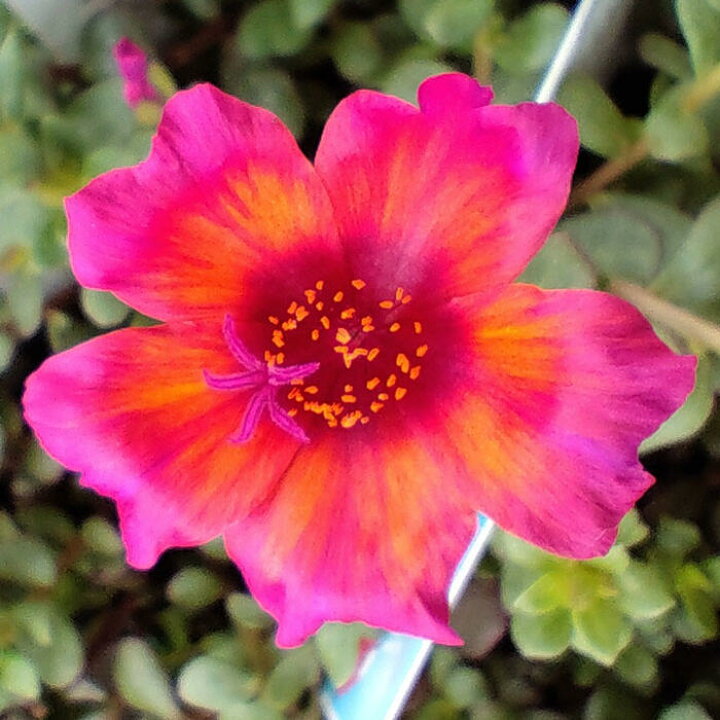 楽天市場 花苗 ポーチュラカ マジカルレッド 1鉢 3 3 5号 お届け中 Portulaca 草花 夏 ポーチラカ 夏の花 苗 耐暑性 1年草 赤花 花壇 鉢植え 庭植え ガーデニング 花 グランドカバー ハッピーガーデン