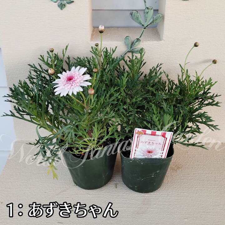 楽天市場 花苗 秋 冬 マーガレット あずき 2種から選べる 1鉢3 5号 お届け中 Argyranthemum モクシュンギク 木春菊 草花 花苗 春苗 桃花 赤花 イングリッシュガーデン ガーデニング 寄せ植え 鉢植え 花苗 春 苗 花 多年草 0430 ハッピーガーデン