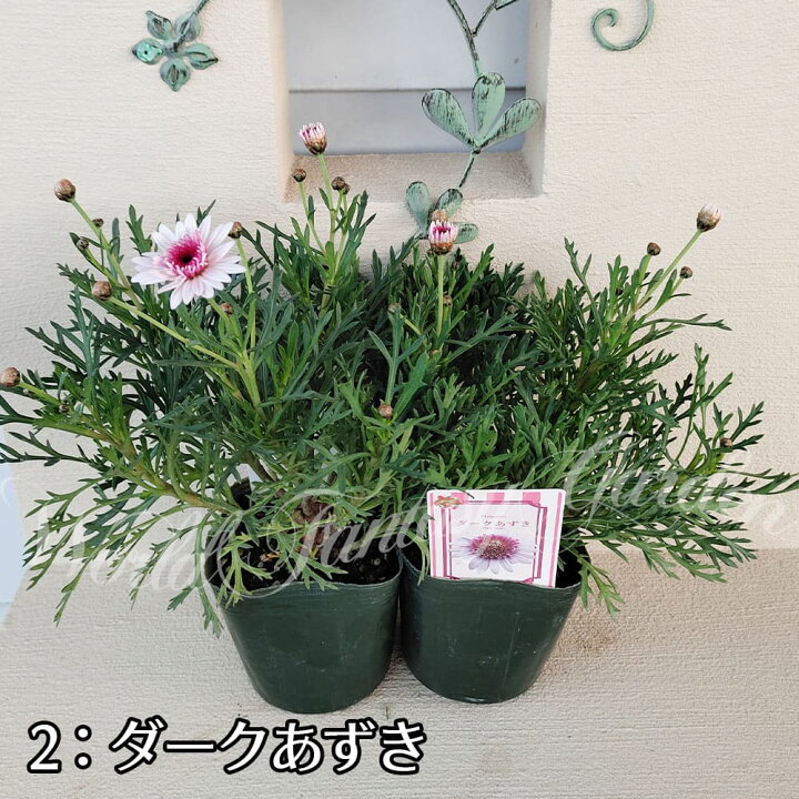 楽天市場 花苗 秋 冬 マーガレット あずき 2種から選べる 1鉢3 5号 お届け中 Argyranthemum モクシュンギク 木春菊 草花 花苗 春 苗 桃花 赤花 イングリッシュガーデン ガーデニング 寄せ植え 鉢植え 花苗 春 苗 花 多年草 0430 ハッピーガーデン