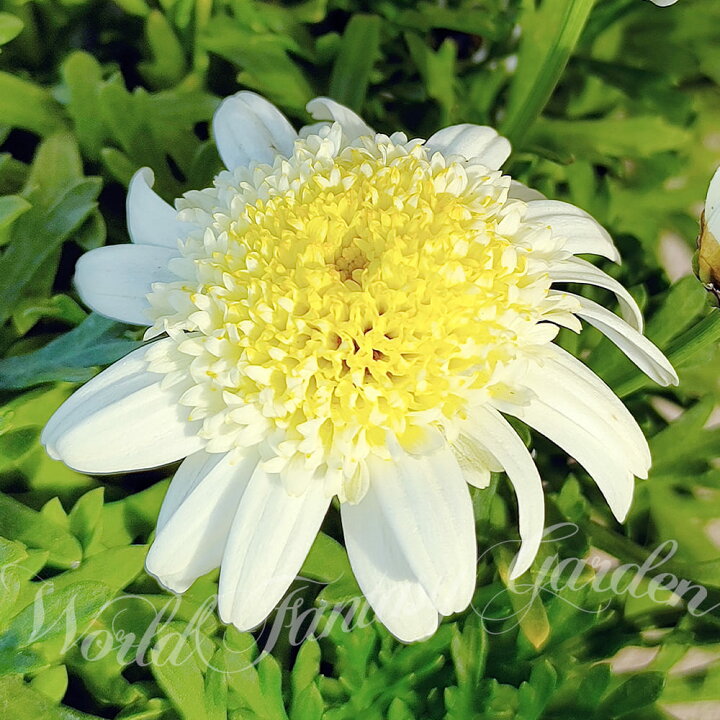 楽天市場 花苗 秋 冬 マーガレット ノヴォコレクション ミルキーティアラ 1鉢 3 3 5号 お届け中 Argyranthemum モクシュンギク 木春菊 草花 白花 イングリッシュガーデン ガーデニング 寄せ植え 鉢植え ハッピーガーデン