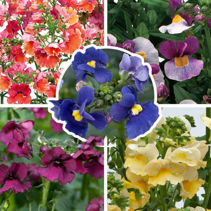 楽天市場 花苗 春 ネメシア メーテル シリーズ 3 3 5号1鉢 選べる品種 お届け中 Nemesia 宿根草 苗 芳香 花の苗 花壇 寄せ植え ガーデニング 香りのネメシア ゴマノハグサ科 多年草 草花 ハッピーガーデン