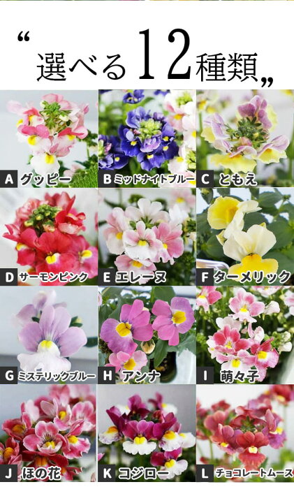 楽天市場】花苗 夏 ネメシア メーテル シリーズ 3.5号ロングポット 1鉢 
