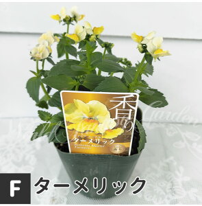 ԕc H ~ lVA [e V[Y Iׂiy11/9ȍ~JnzNemesia QuiKg h tc c F Ԃ̕c Ԓd 񂹐A K[fjO ̃lVA S}mnOT N