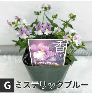 ԕc H ~ lVA [e V[Y Iׂiy11/9ȍ~JnzNemesia QuiKg h tc c F Ԃ̕c Ԓd 񂹐A K[fjO ̃lVA S}mnOT N