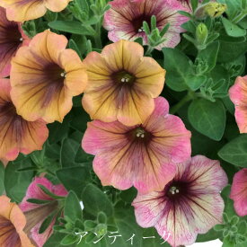 花苗 春苗 ペチュニア アンティーク 1鉢 3～3.5号【お届け中】Petunia 苗物 苗 花の苗 春 鉢植え 庭植え 寄せ植え ガーデニング 花壇 季節の花苗 GEBR ハッピーガーデン