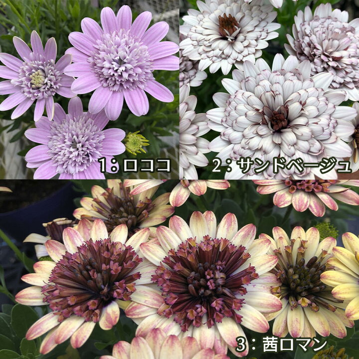 楽天市場 花苗 ダブルオステオスペルマム 3種類から選べる 1鉢 3 5号 お届け中 Osteospermum アフリカンデージー 宿根草 多年草 花 春 春苗 ガーデニング ハッピーガーデン