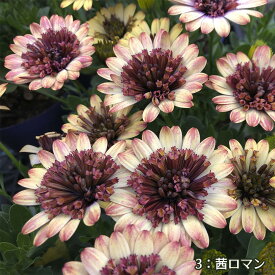 花苗 ダブルオステオスペルマム 3種類から選べる 1鉢 3.5号【お届け中】Osteospermum アフリカンデージー 宿根草 多年草 花 春 春苗 ガーデニング ゲブラナガトヨハッピーガーデン【2024SPR】