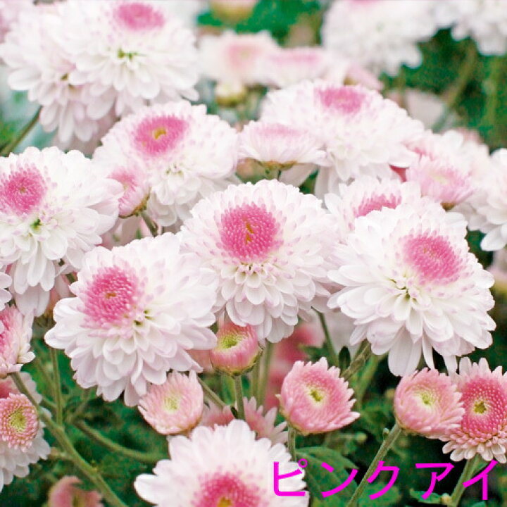 楽天市場 ポンポン菊 1鉢 4号 開花株 大株 多年草 キク 春苗 花苗 苗 鉢植え 庭植え ガーデニング 花壇 ハッピーガーデン