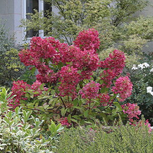 楽天市場 庭木 果樹 シュラブ Shrubs 低木 紫陽花 ノリウツギ ハッピーガーデン