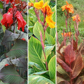 楽天市場 カンナ の 花 の 種類の通販