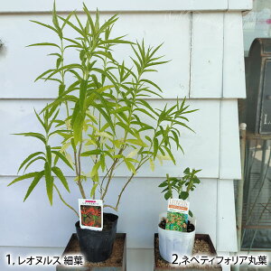 ԕc H Im`XZ[W Iׂ2 1 3`3.5 c y͂zLeonotis leonurus CIYC[ nepetifolis Ώ N 䍂 חt ۗt  A Ԓd  H ~ nbs[K[