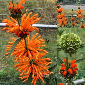 ԕc H Im`XZ[W Iׂ2 1 3`3.5 c y͂zLeonotis leonurus CIYC[ nepetifolis Ώ N 䍂 חt ۗt  A Ԓd  H ~ nbs[K[