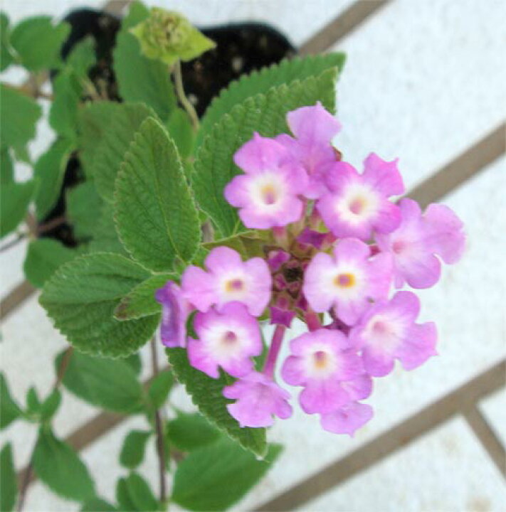 楽天市場 花苗 秋苗 細葉小花 コバナラタナ ラベンダーピンクの花 3 5号 1鉢 お届け中 取置 Lantana Montevidensis 花苗 夏の花 苗 コバノランタナ 小花ランタナ 多年草 ガーデン 夏苗 ハッピーガーデン