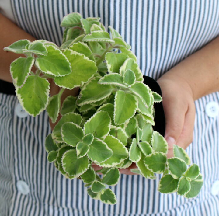 楽天市場 コリウス こっちにこないで 犬猫除け植物 Coleusu Canina Hybrid 常緑多年草 花苗 シェイドガーデン カラーリーフ ハッピーガーデン