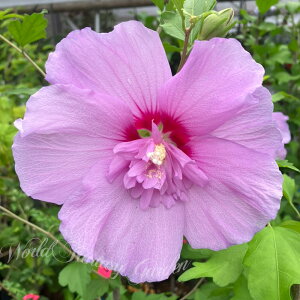 Ԗ NQ [YIuV x_[VtH 5y͂zHibiscus syriacus A AIC tE  t  Ԃ炭  d炫 K[f K[fjO qrXNX nC