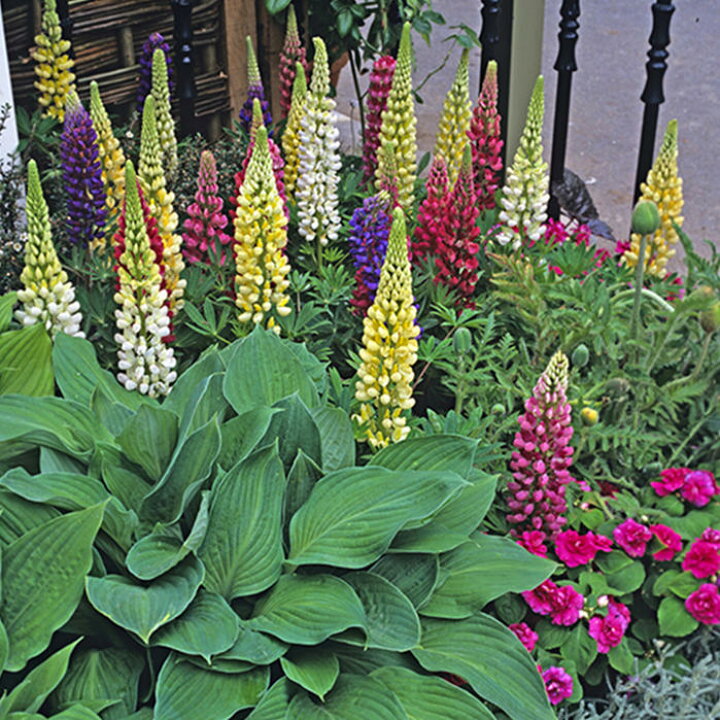 楽天市場 宿根ルピナス ルピニ ミックス 1鉢 お届け中 Lupinus 中位の草丈 耐寒性 宿根草 春苗 ガーデニング 花 苗 花苗 イングリッシュガーデン 花壇 鉢植え 寄せ植え ハッピーガーデン