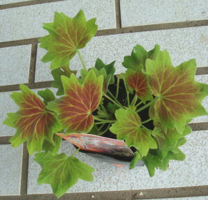 c ԕc H ~Wt [j[ 1 3.5y͂zPelargonium hortorum N J[[t A 񂹐A ~ nbs[K[f