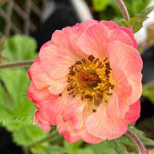 ԕc QE RX|^ 1 3`3.5O ԏIł͂y͂zGeumriv Cosmopolitan ĕc  N Ẳ K[f Ԓd K[fjO VF[hK[f Aɋ h 