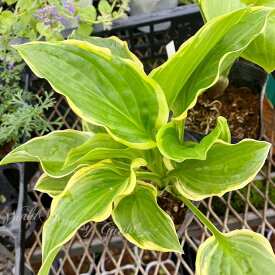 花苗 ホスタ ソースィート 1鉢 4号～4.5号 【お届け中】Hosta tar SoSweet 草花 多年草 夏苗 夏の花 ガーデン 花壇 ガーデニング シェードガーデン 日陰に強い 宿根草 イングリッシュガーデン ハッピーガーデン