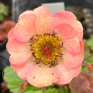 ԕc QE RX|^ 1 3`3.5O ԏIł͂y͂zGeumriv Cosmopolitan ĕc  N Ẳ K[f Ԓd K[fjO VF[hK[f Aɋ h 