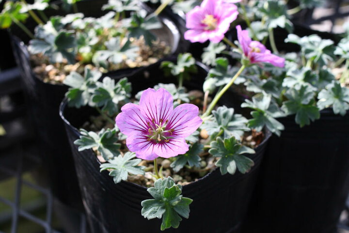 楽天市場 花苗 秋 ゲラニューム ラズベリーゼム 1鉢3号ロングポット お届け中 Geranium 宿根草 多年草 ゲラニウム キネレウム コンテナ グランドカバー ガーデン ガーデニング 花壇 庭植え 鉢植え ハッピーガーデン