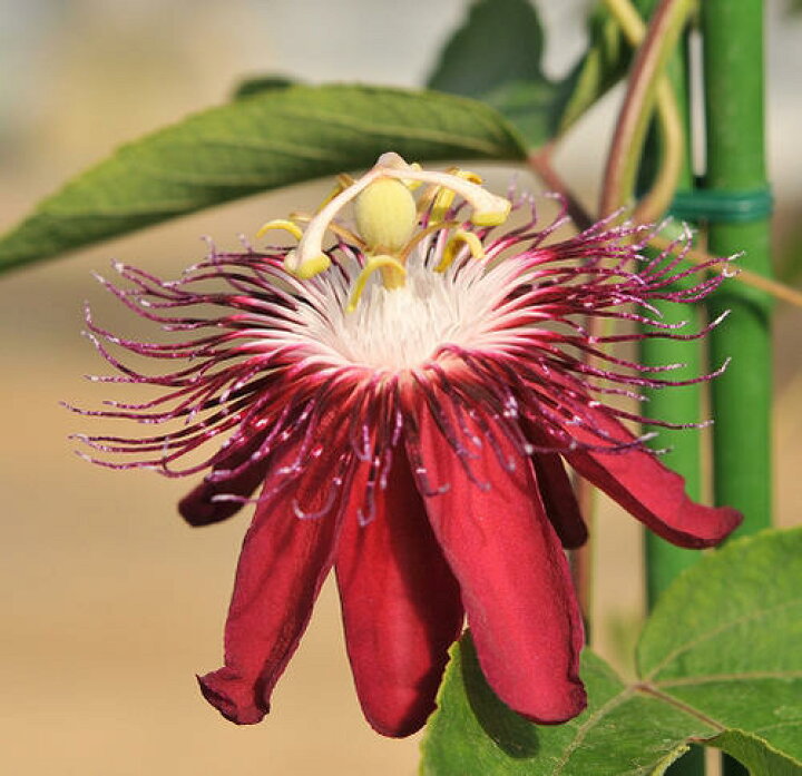 楽天市場 花苗 時計草 トケイソウ パッシフローラ レディーマーガレット 3号1鉢 Passiflora Lady Margaret 苗 夏 多年草 夏の花 花壇 庭植え 緑のカーテン 節電 よしず ガーデニング 花苗 つる性植物 クライミングタイプ グリーンカーテン パッションフルーツ 暑耐性 楽天市場 花苗 時計草 トケイソウ パッシフローラ レディーマーガレット 3号1鉢 Passiflora Lady Margaret 苗 夏 多年草 夏の花 花壇 庭植え 緑のカーテン 節電 よしず ガーデニング 花苗 つる性植物 クライミングタイプ グリーンカーテン パッションフルーツ 暑耐性